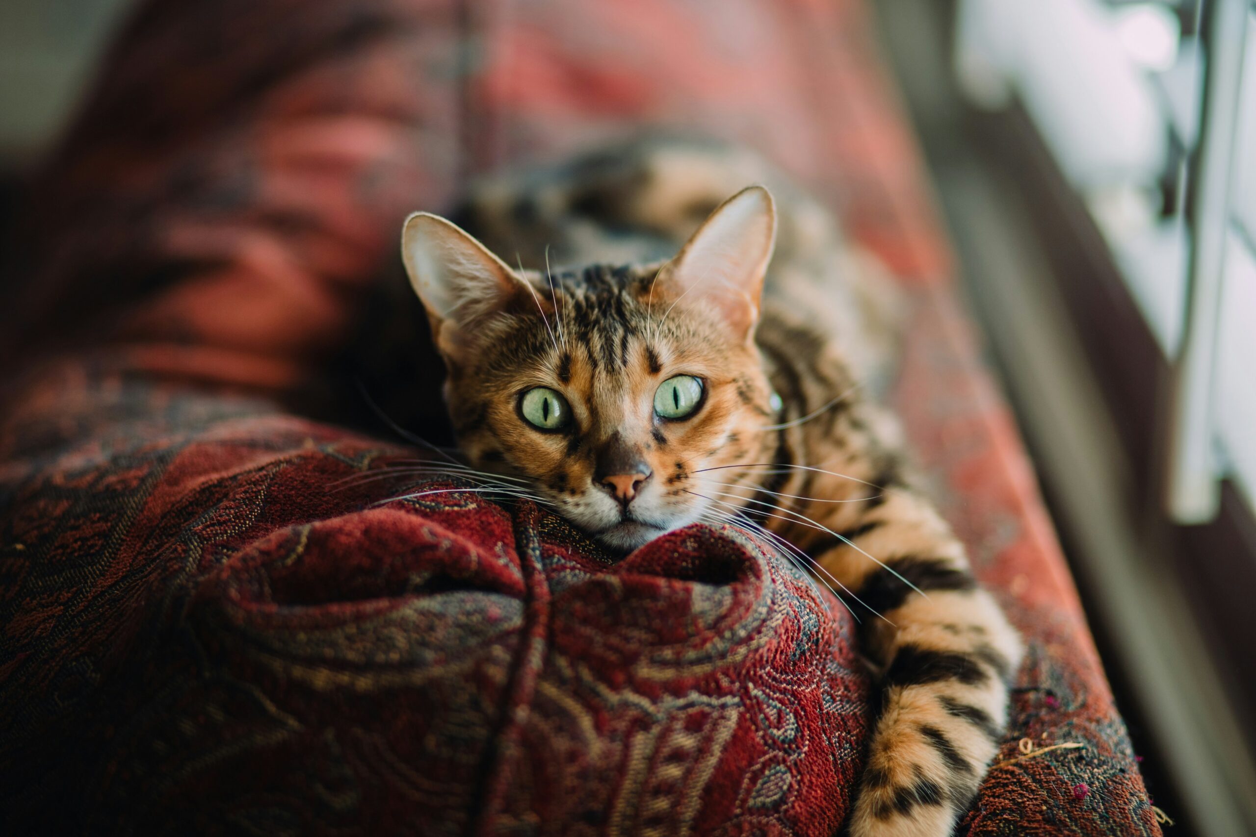 Why Fostering is the Heart of Kitten Rescue