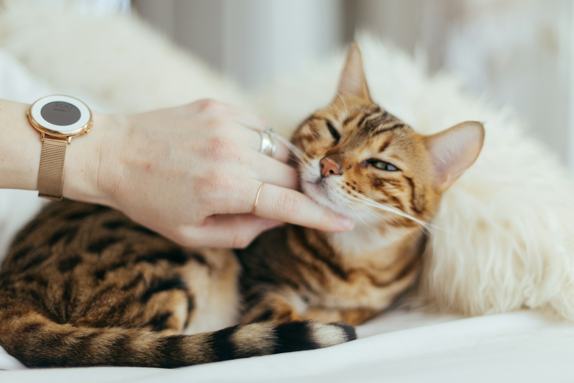 Adoption Done Right: Preparing Your Home for a Kitten