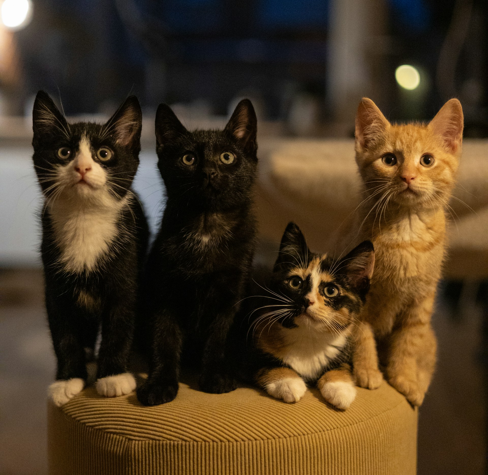How to Care for a Rescued Kitten: From Feeding to Socialisation